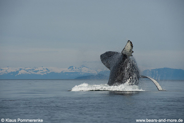 Buckelwal / Humpback Whale (Megaptera novaeangliae)