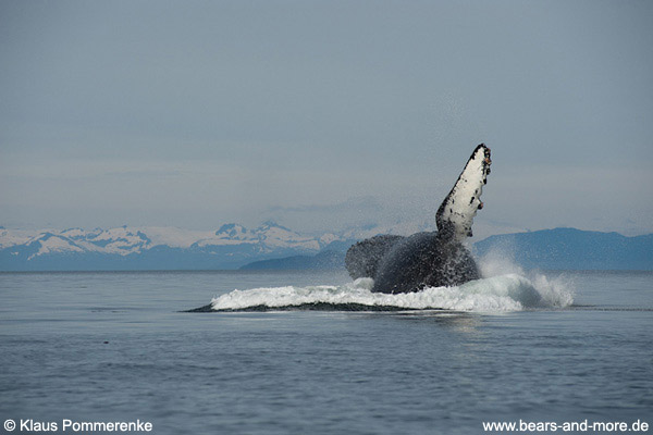 Buckelwal / Humpback Whale (Megaptera novaeangliae)