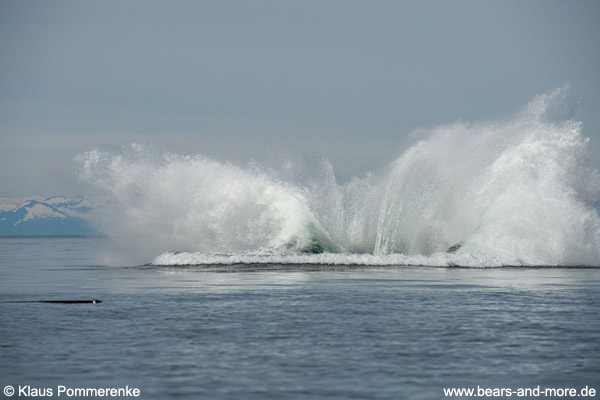 Buckelwal / Humpback Whale (Megaptera novaeangliae)