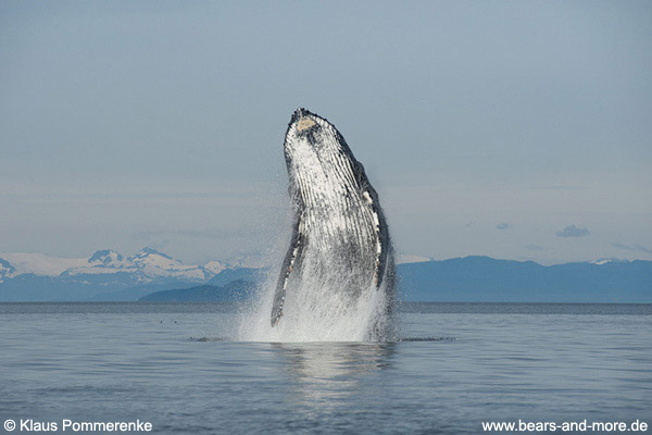 Buckelwal / Humpback Whale (Megaptera novaeangliae)