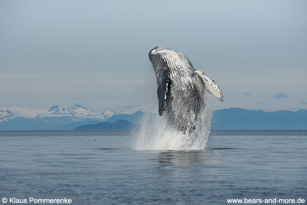 Buckelwal / Humpback Whale (Megaptera novaeangliae)