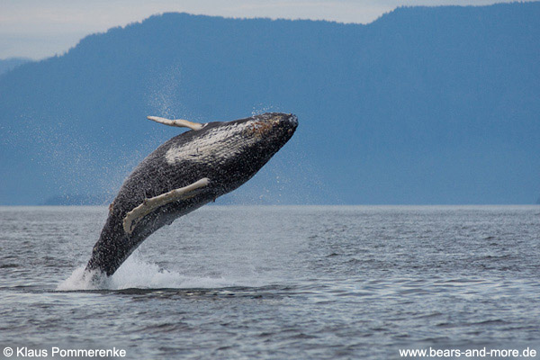 Buckelwal / Humpback Whale (Megaptera novaeangliae)