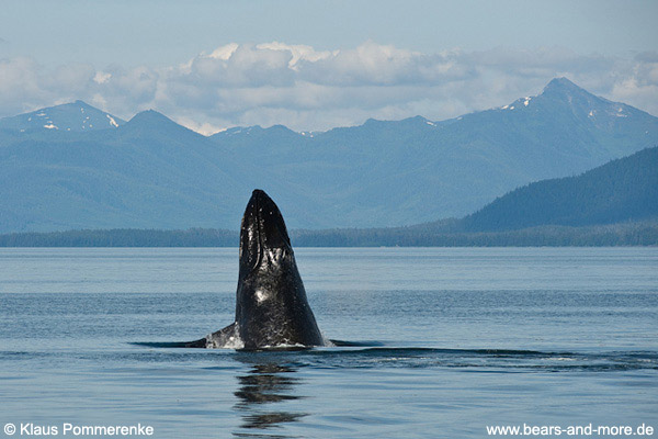 Buckelwal / Humpback Whale (Megaptera novaeangliae)