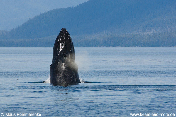 Buckelwal / Humpback Whale (Megaptera novaeangliae)