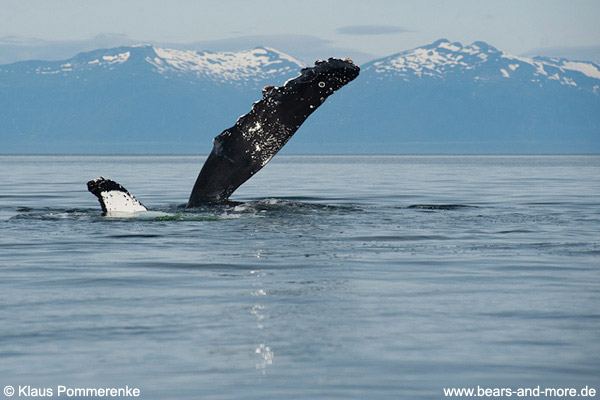 Buckelwal / Humpback Whale (Megaptera novaeangliae)