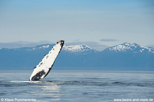 Buckelwal / Humpback Whale (Megaptera novaeangliae)