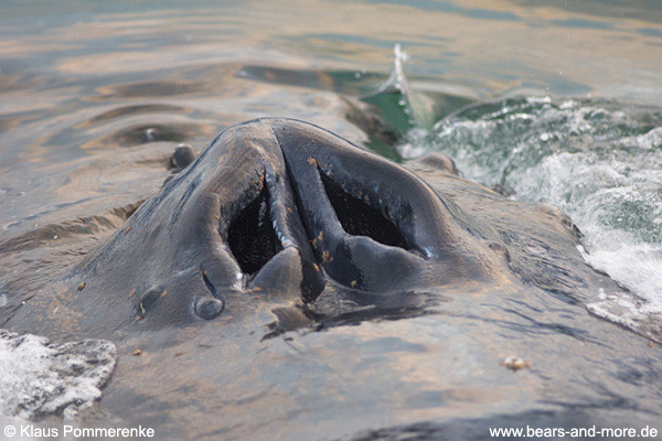 Buckelwal / Humpback Whale (Megaptera novaeangliae)