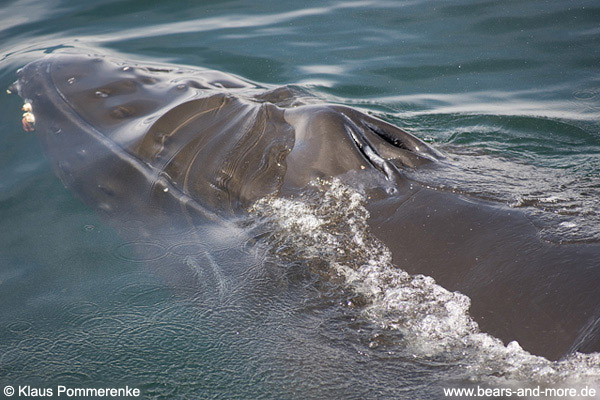 Buckelwal / Humpback Whale (Megaptera novaeangliae)