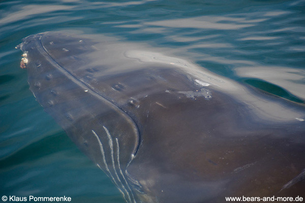 Buckelwal / Humpback Whale (Megaptera novaeangliae)