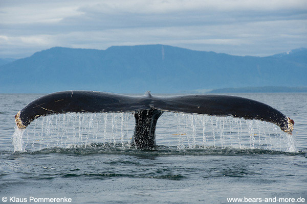 Buckelwal / Humpback Whale (Megaptera novaeangliae)