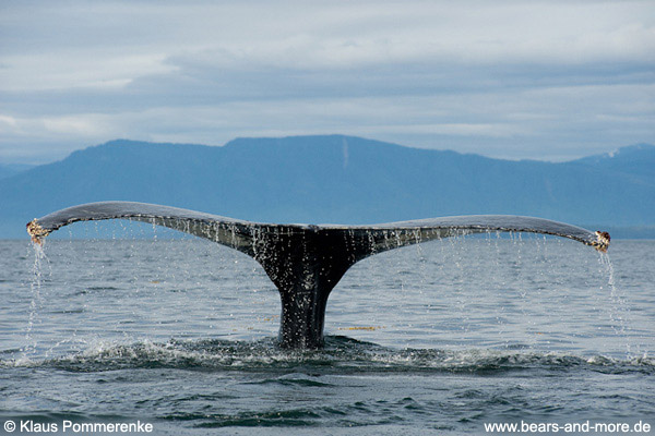 Buckelwal / Humpback Whale (Megaptera novaeangliae)