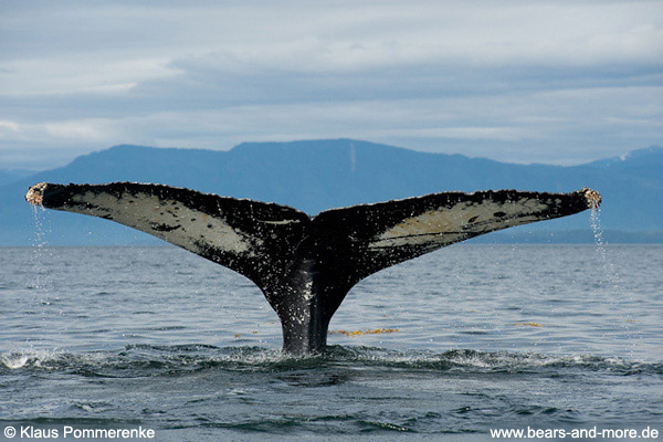 Buckelwal / Humpback Whale (Megaptera novaeangliae)