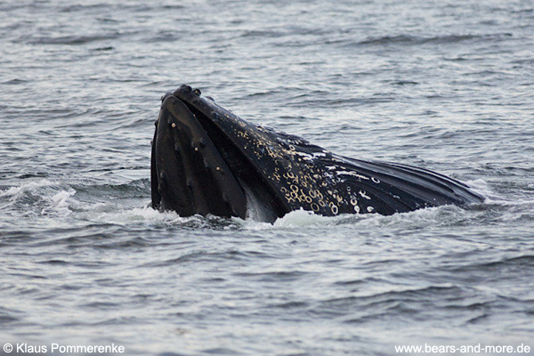 Buckelwal / Humpback Whale (Megaptera novaeangliae)