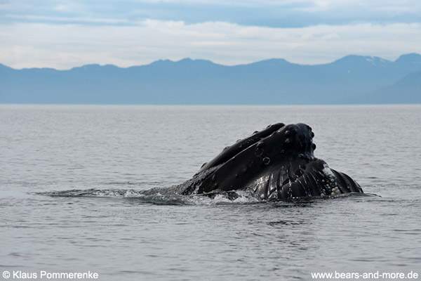 Buckelwal / Humpback Whale (Megaptera novaeangliae)