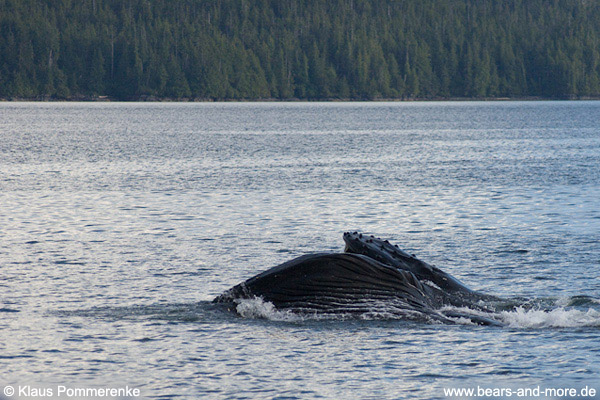 Buckelwal / Humpback Whale (Megaptera novaeangliae)