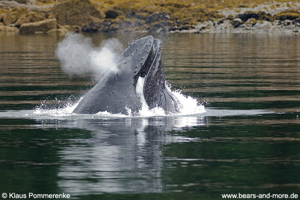 Buckelwal / Humpback Whale (Megaptera novaeangliae)