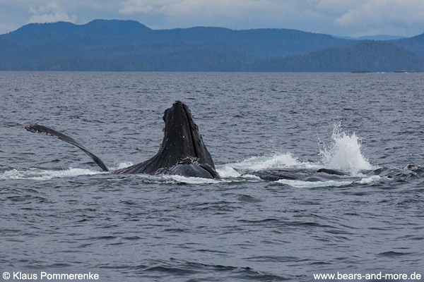 Buckelwal / Humpback Whale (Megaptera novaeangliae)