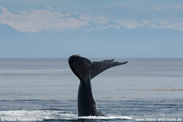 Buckelwal / Humpback Whale (Megaptera novaeangliae)