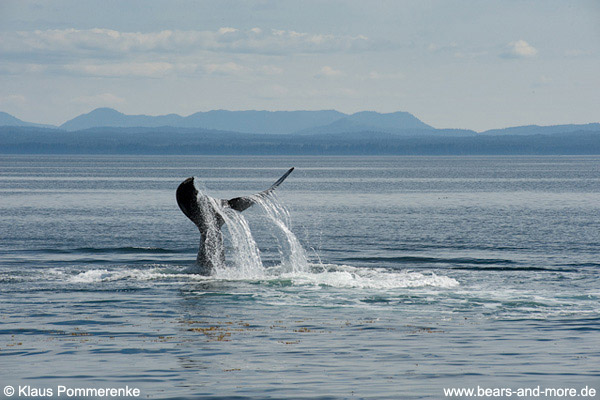 Buckelwal / Humpback Whale (Megaptera novaeangliae)