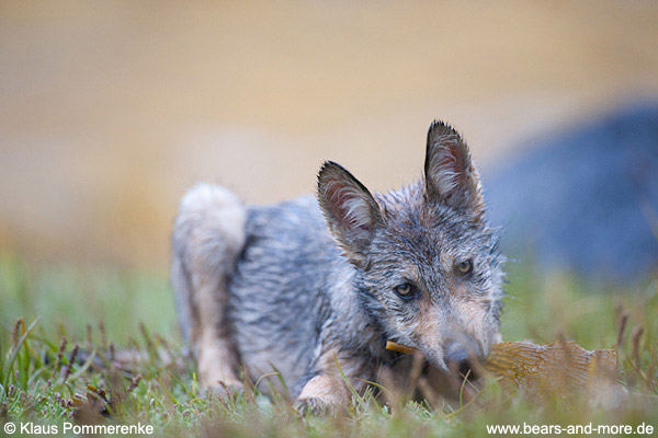 Wolfswelpe mit Seetang / Wolf Pup with Kelp