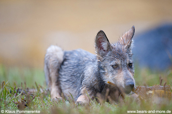 Wolfswelpe mit Seetang / Wolf Pup with Kelp