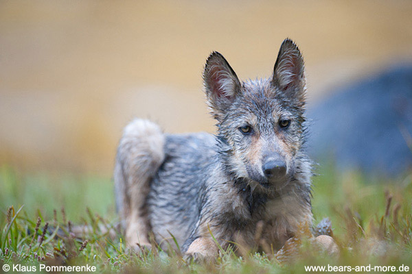 Wolfswelpe / Wolf Pup