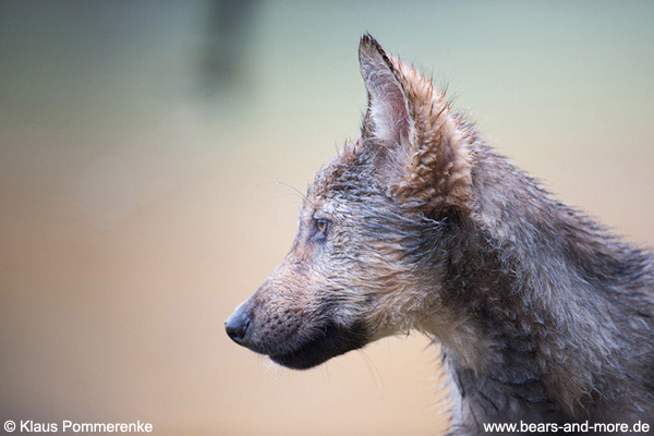 Wolfswelpe / Wolf Pup