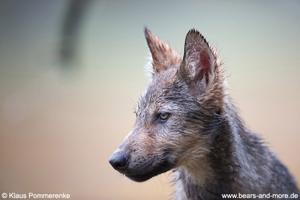 Wolfswelpe / Wolf Pup