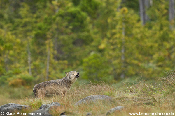 Heulender Wolf / Howling Wolf