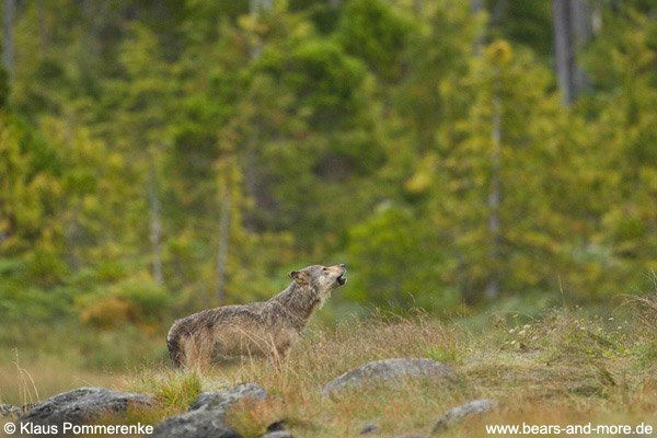 Heulender Wolf / Howling Wolf