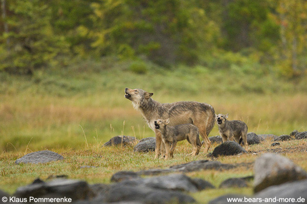 Gemeinsames Heulen / Howling together