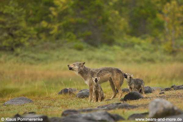 Gemeinsames Heulen / Howling together