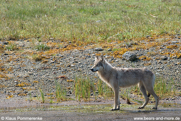 Wölfin / Female Wolf