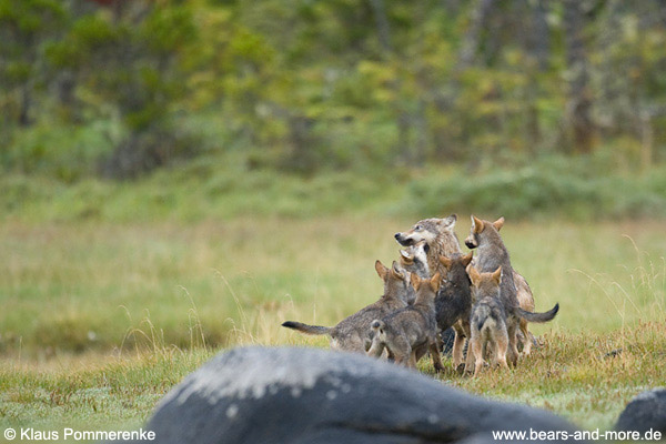 Wolfswelpen betteln um Futter / Wolf Pups begging for food