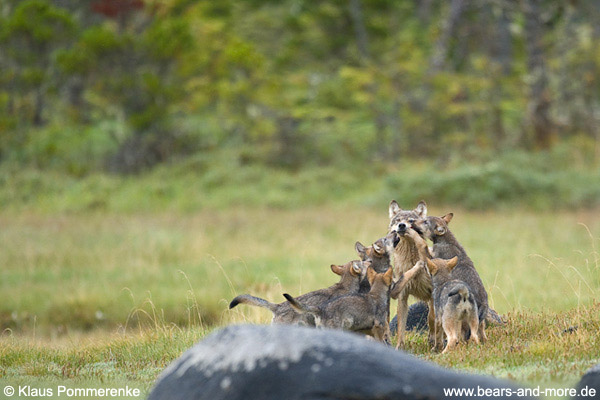 Wolfswelpen betteln um Futter / Wolf Pups begging for food