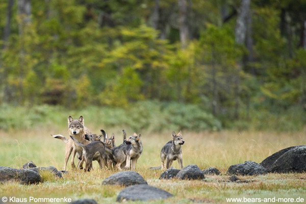 Wolfswelpen betteln um Futter / Wolf Pups begging for food