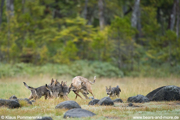 Wolfswelpen betteln um Futter / Wolf Pups begging for food