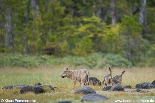 Fressende Wolfswelpen / Eating Wolf Pups