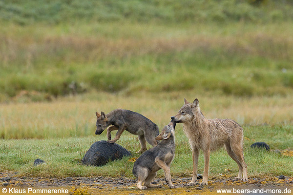 Wölfin mit Welpen / Female Wolf with Pups