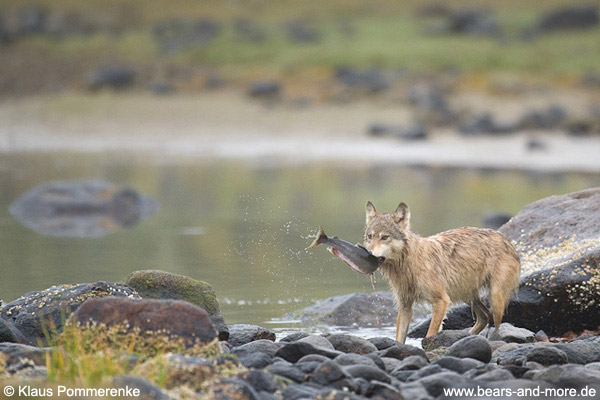 Wölfin fängt Buckellachs / Female Wolf catching Pink Salmon