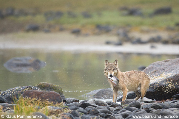 Wölfin fängt Buckellachs / Female Wolf catching Pink Salmon