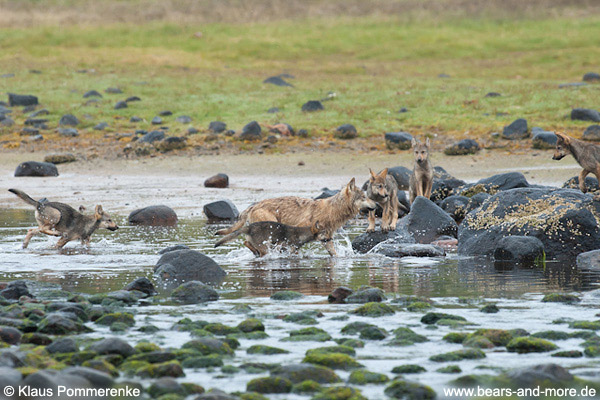 Wolfsrudel auf Lachsfang / Wolf Pack catching Salmon