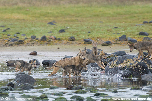 Wolfsrudel auf Lachsfang / Wolf Pack catching Salmon