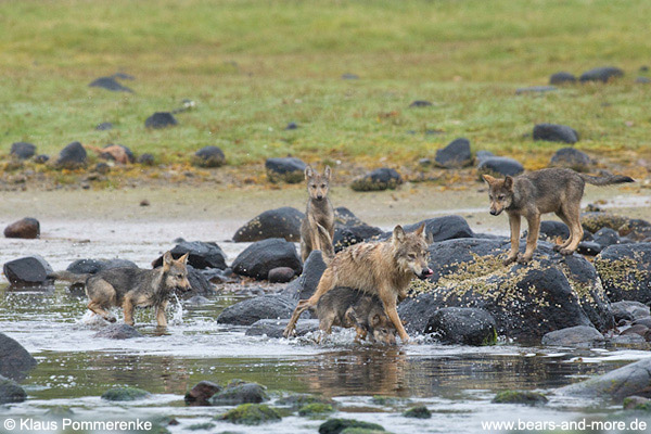 Wolfsrudel auf Lachsfang / Wolf Pack catching Salmon