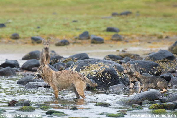 Wolfsrudel auf Lachsfang / Wolf Pack catching Salmon