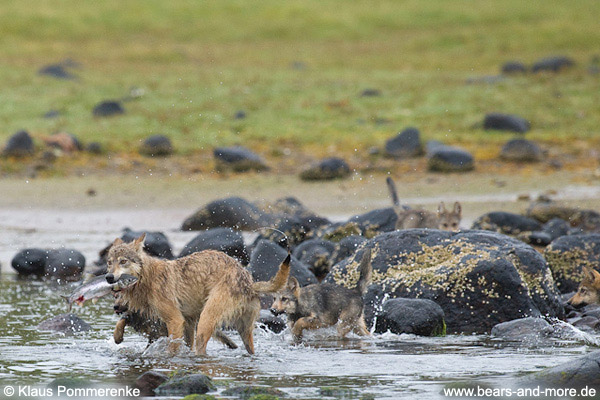 Wolfsrudel auf Lachsfang / Wolf Pack catching Salmon