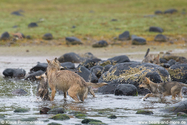 Wolfsrudel auf Lachsfang / Wolf Pack catching Salmon