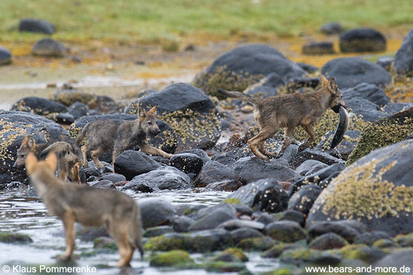 Wolfswelpen mit Buckellachs / Wolf Pups with Pink Salmon