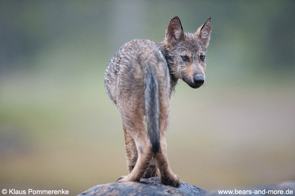 Wolfswelpe / Wolf Pup