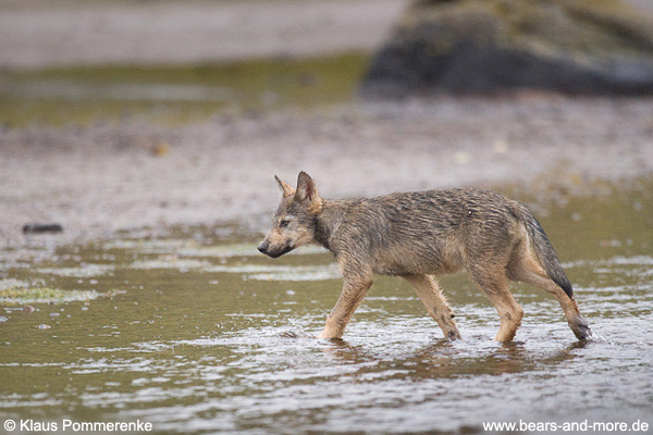 Wolfswelpe / Wolf Pup